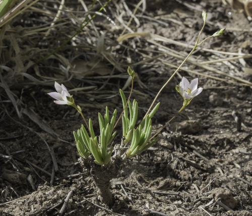 New Mexico fameflower (Phemeranthus confertiflorus)