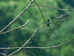 Chaetocercus berlepschi