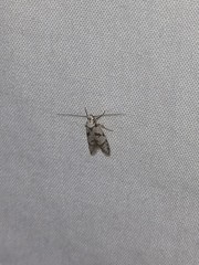 Oxythecta hieroglyphica