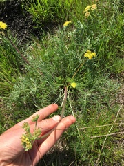 Lomatium caruifolium caruifolium