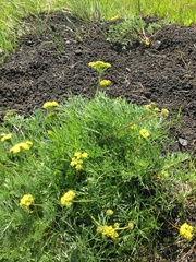 Lomatium caruifolium caruifolium