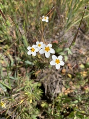 Leptosiphon parviflorus