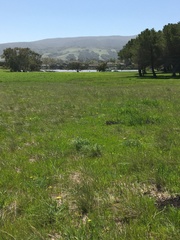 Lomatium caruifolium caruifolium
