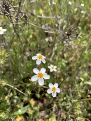 Leptosiphon parviflorus