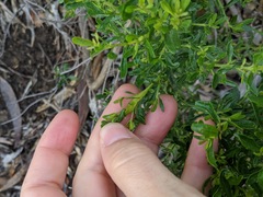 Gnorimoschema baccharisella