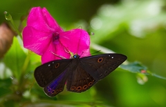 Eurybia molochina