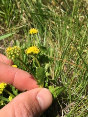 Sanicula maritima