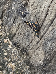 Amata trigonophora
