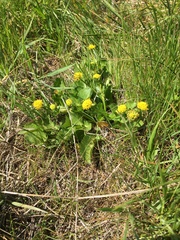 Sanicula maritima