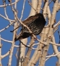 Sturnus vulgaris