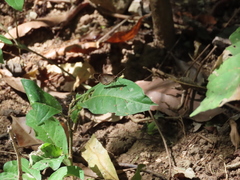 Synapte pecta
