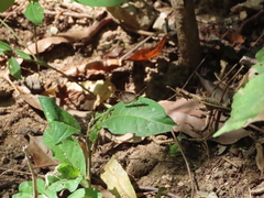 Synapte pecta