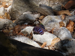 Myscelia ethusa ethusa