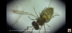 Aphelinidae