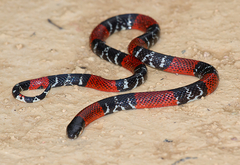 Atractus latifrons