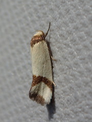 Brachynemata cingulata