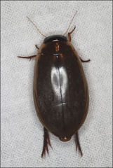 Onychohydrus scutellaris