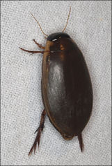 Onychohydrus scutellaris