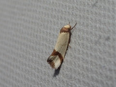 Brachynemata cingulata