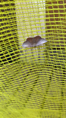 Plesiomorpha punctilinearia