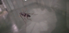 Elaphidion