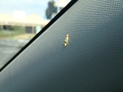 Brachynemata cingulata