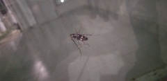 Elaphidion