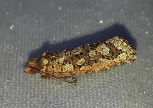Cypress Leaftier Moth
