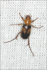 Phyllotocus bimaculatus