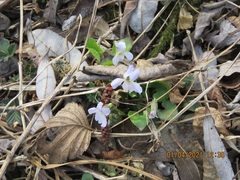 Viola collina