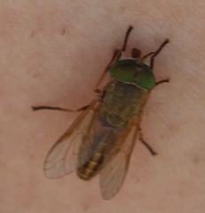 Tabanus nigrovittatus