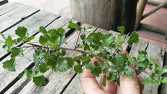 Commiphora schimperi