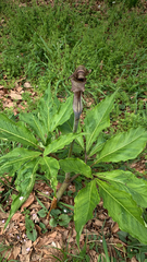 Arisaema limbatum