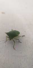 Pentatomidae