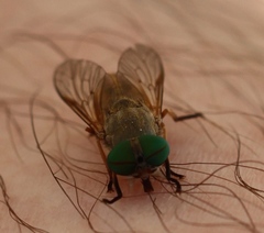 Tabanus nigrovittatus