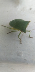 Pentatomidae