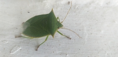 Pentatomidae