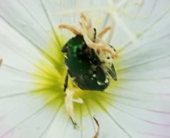 Trichiotinus lunulatus