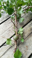 Commiphora schimperi