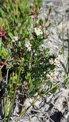 Cryptandra propinqua