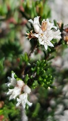 Cryptandra propinqua