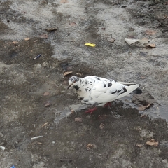 Columba livia domestica