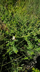 Philotheca buxifolia