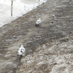 Columba livia domestica