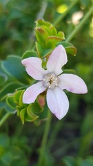 Philotheca buxifolia