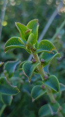 Philotheca buxifolia