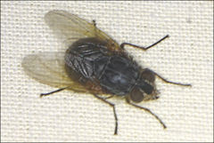 Calliphora augur