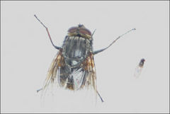 Calliphora augur