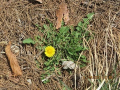 Taraxacum ussuriense
