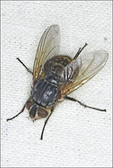 Calliphora augur